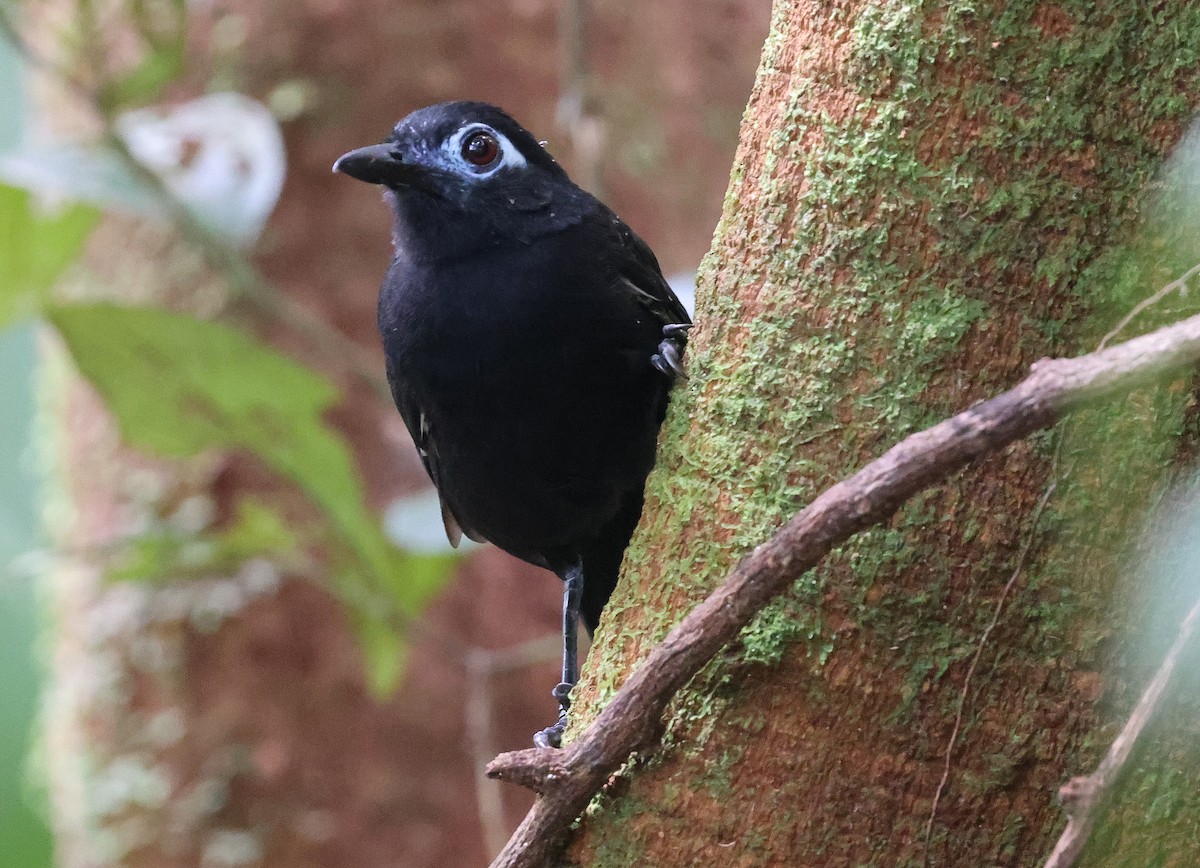 Sooty Antbird - ML620805922