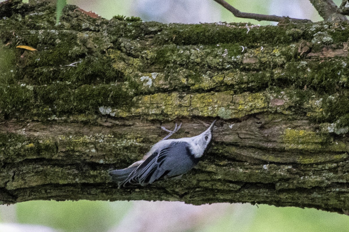 White-breasted Nuthatch - ML620805923