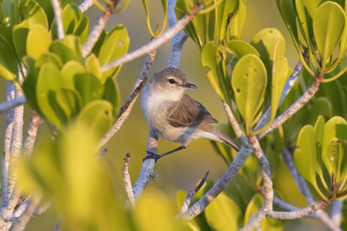 Mangrove Gerygone - ML620805931