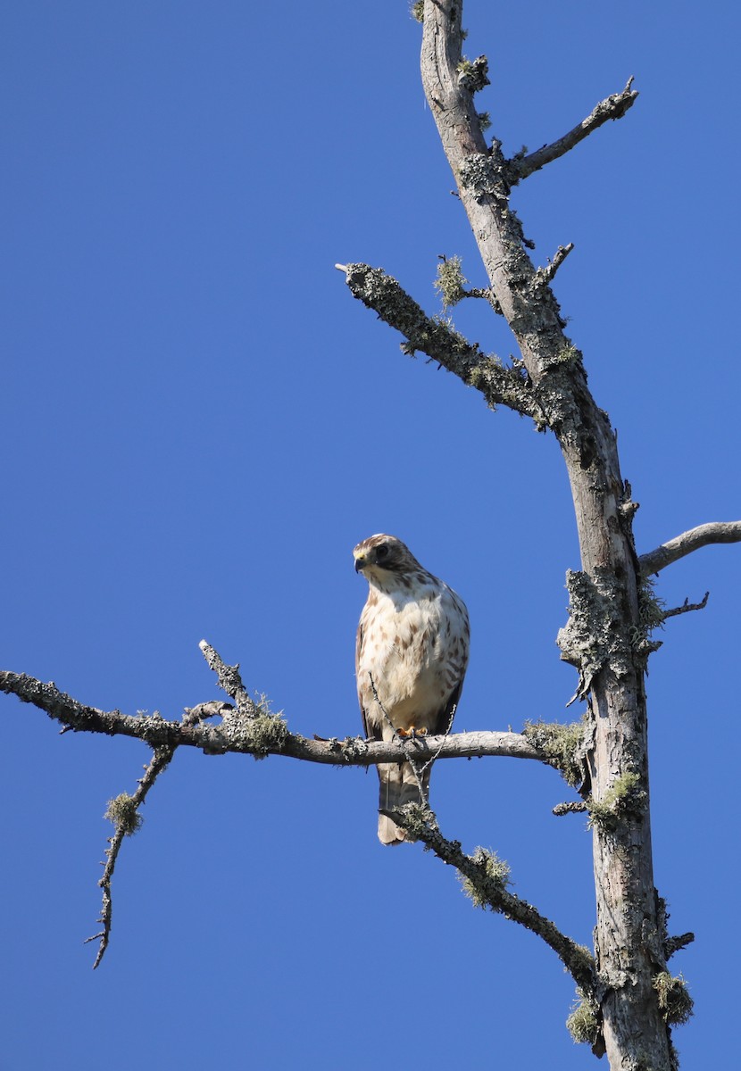 Broad-winged Hawk - ML620805933