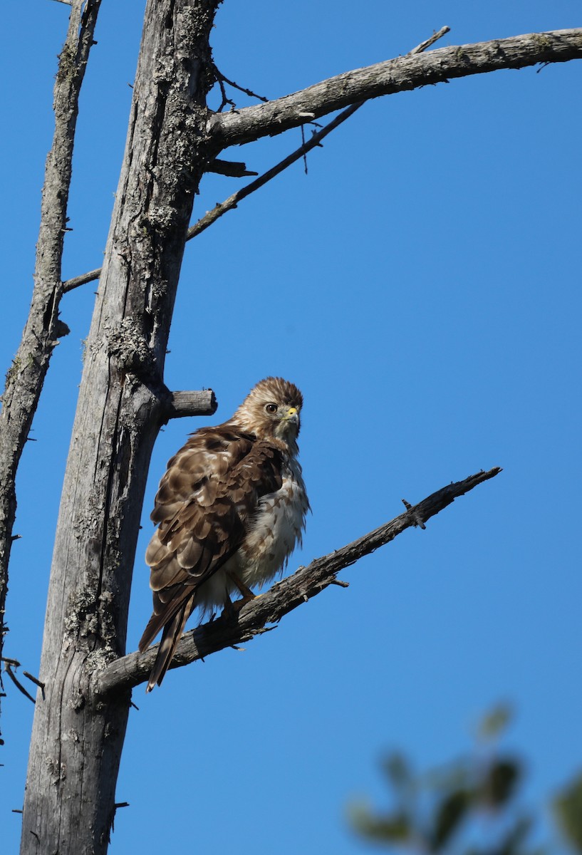 Broad-winged Hawk - ML620805934