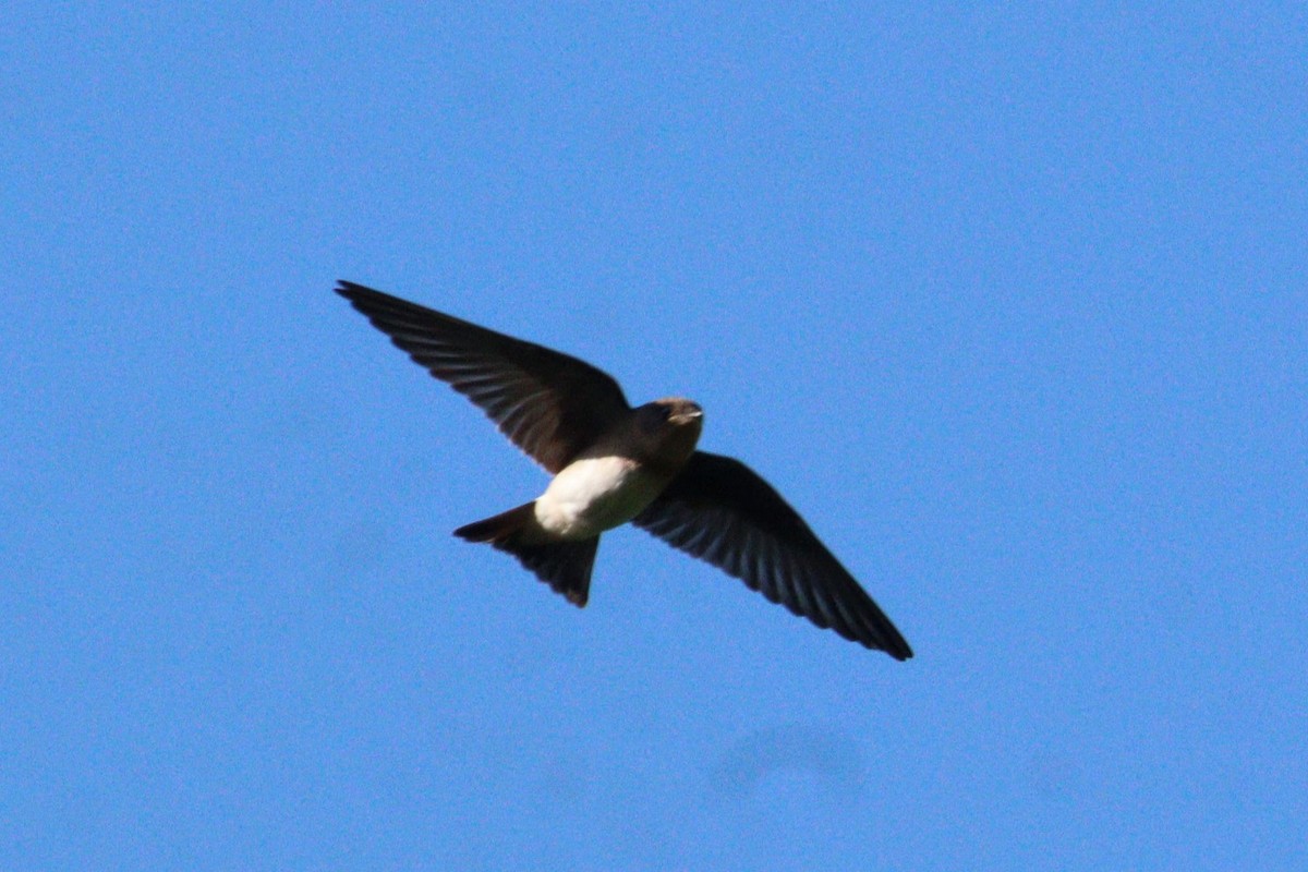 Northern Rough-winged Swallow - ML620805935