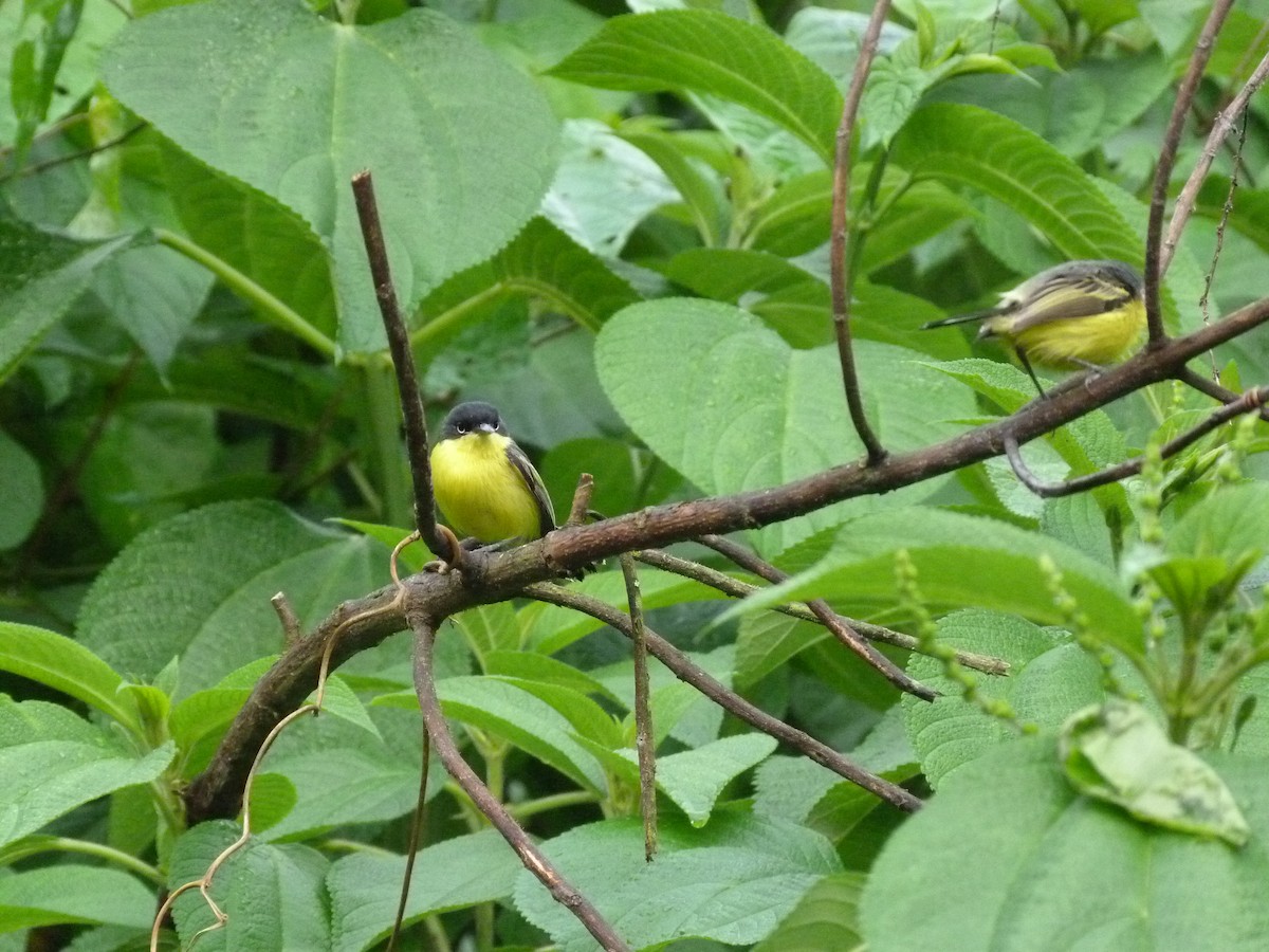 Common Tody-Flycatcher - ML620805940