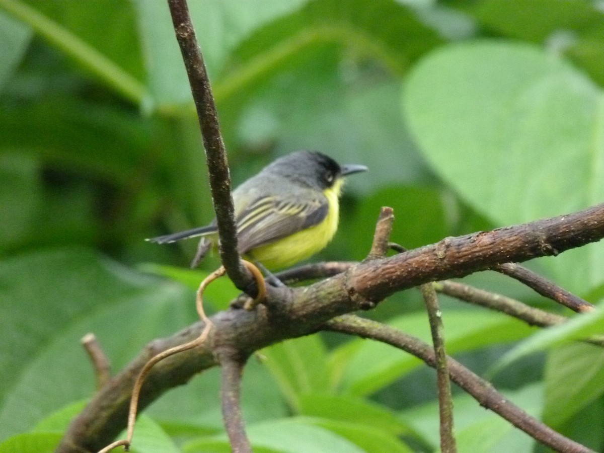 Common Tody-Flycatcher - ML620805941