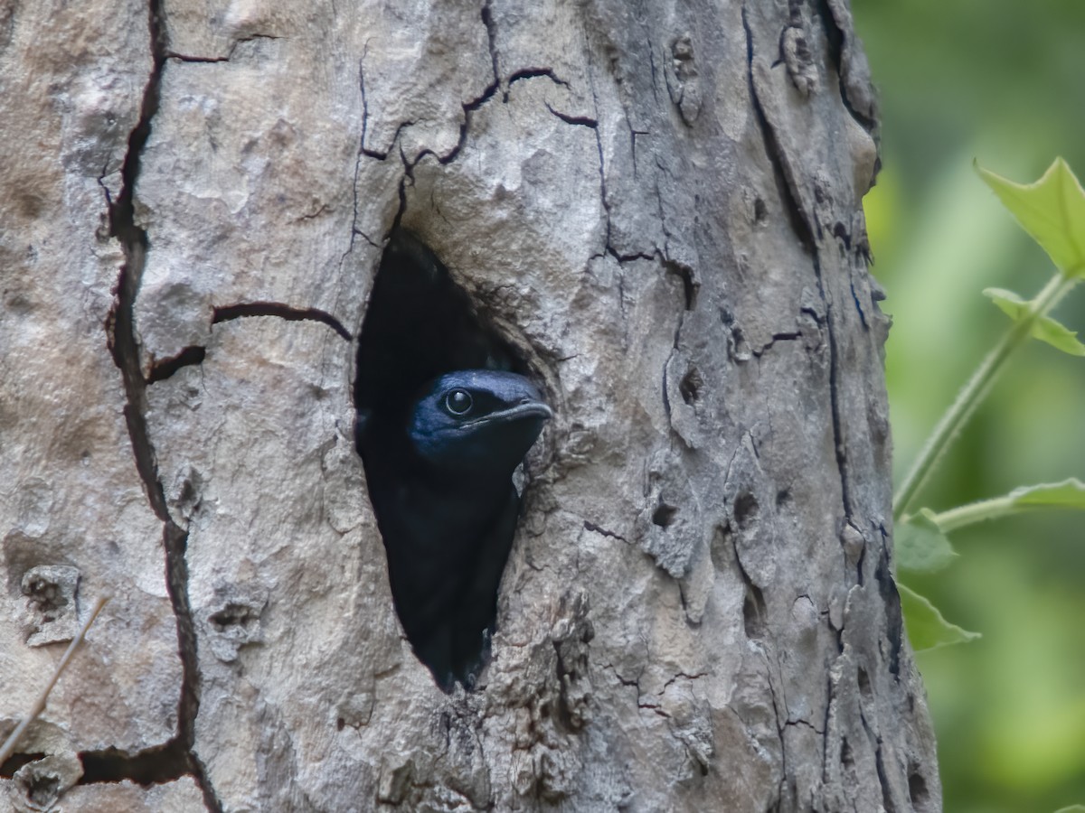 Golondrina Purpúrea - ML620805943