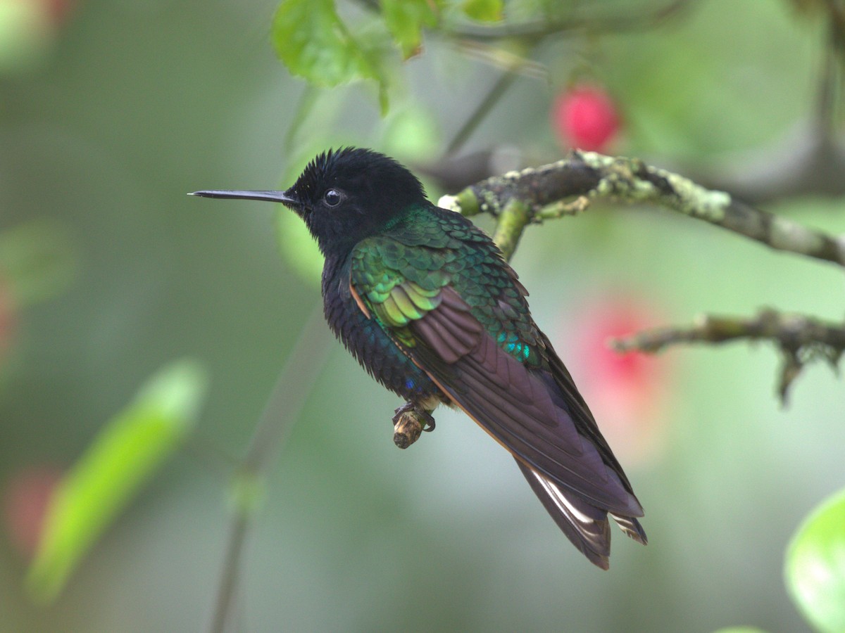 kolibřík hyacintový - ML620805947