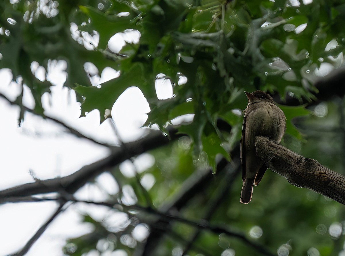 Eastern Wood-Pewee - ML620805948