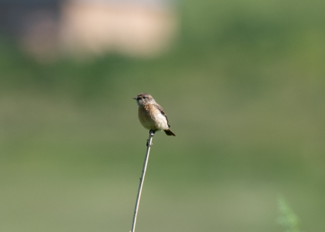 Siberian Stonechat - ML620805951