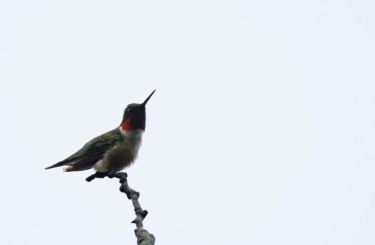 Ruby-throated Hummingbird - Henry Witsken