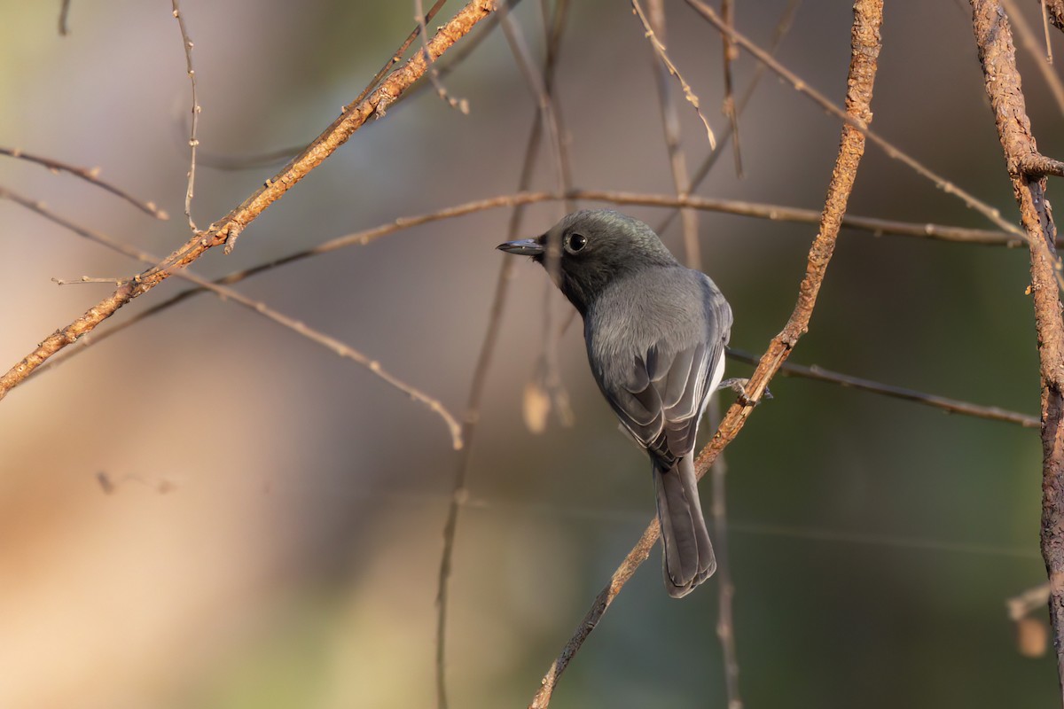 Leaden Flycatcher - ML620805957