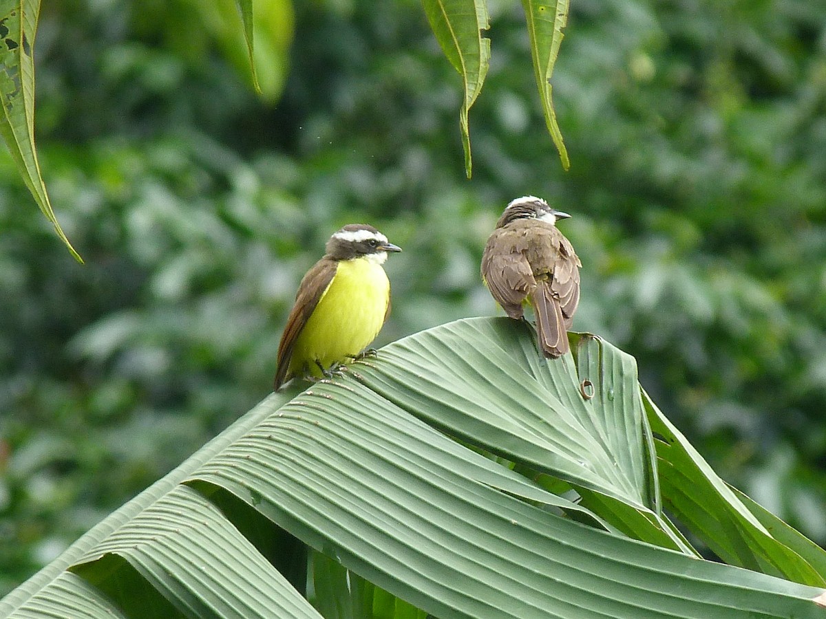 Rusty-margined Flycatcher - ML620805963