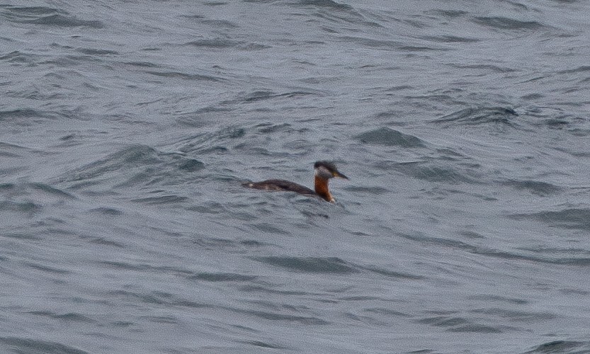 Red-necked Grebe - ML620805965