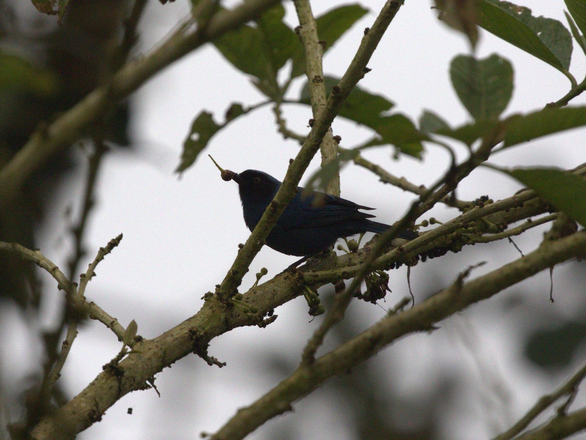 Masked Flowerpiercer (cyanea Group) - ML620805966