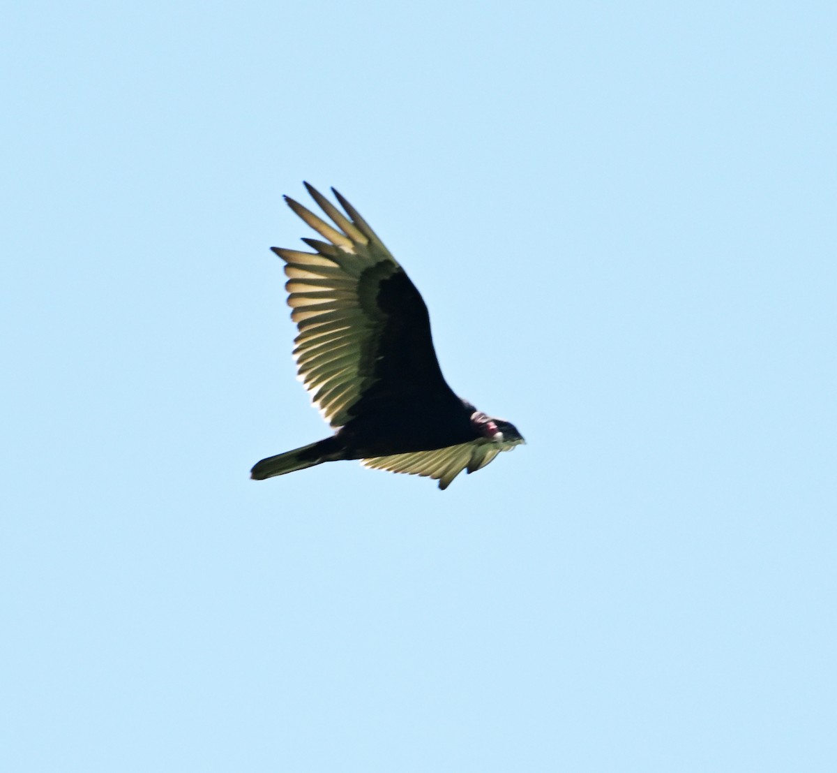 Turkey Vulture - ML620805970