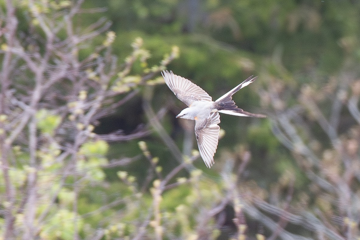 Scissor-tailed Flycatcher - ML620805978