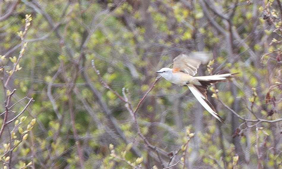 Scissor-tailed Flycatcher - ML620805979