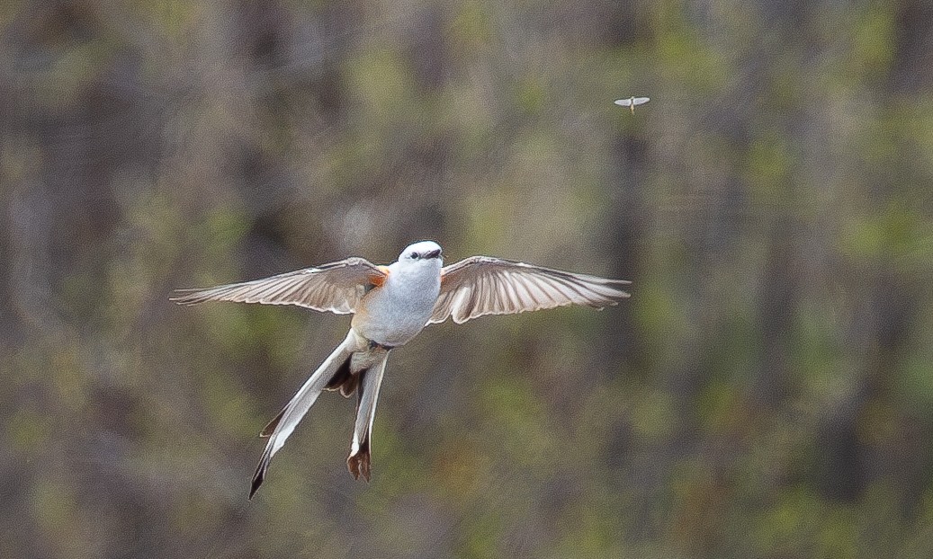 Scissor-tailed Flycatcher - ML620805980