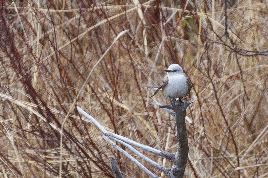 Scissor-tailed Flycatcher - ML620805981