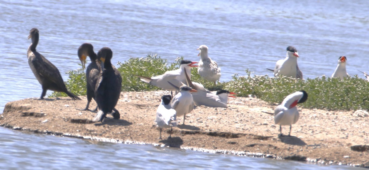 Double-crested Cormorant - ML620805985