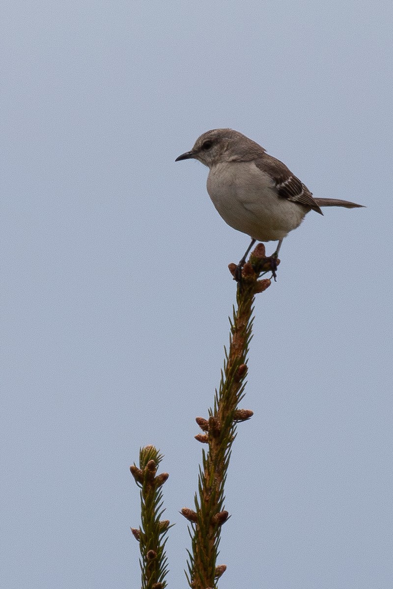 Northern Mockingbird - ML620805989