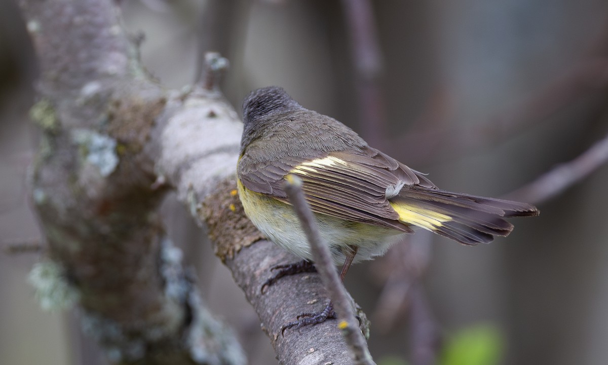 American Redstart - ML620805997