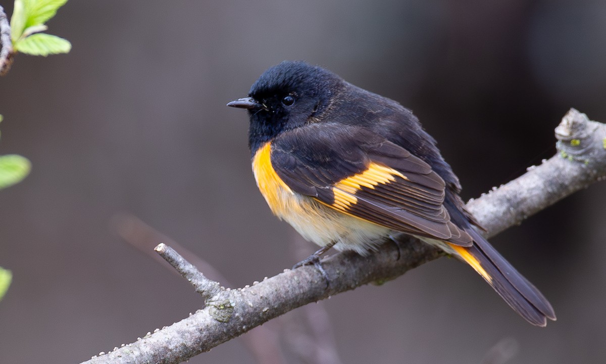 American Redstart - ML620805998