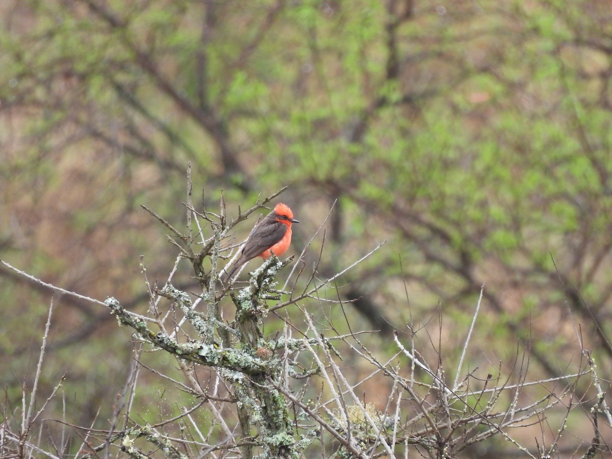 Mosquero Cardenal - ML620806006