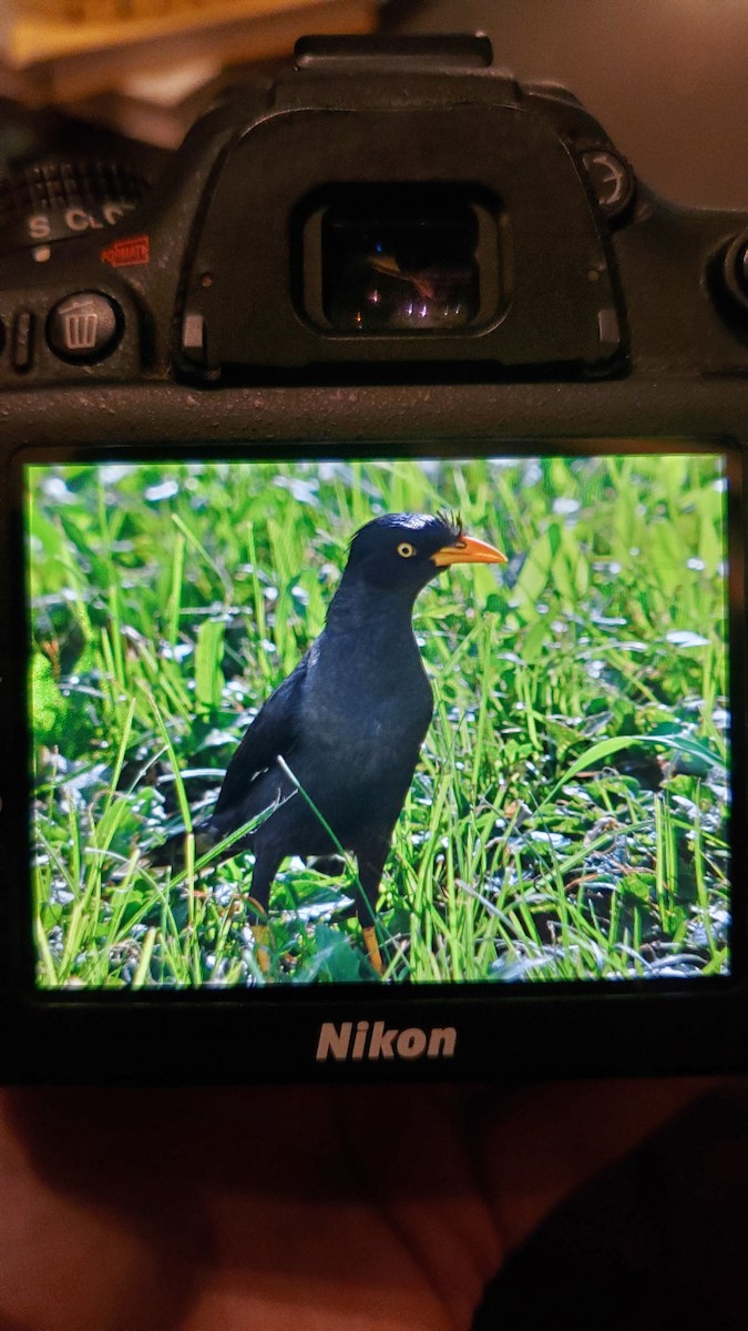 Javan Myna - ML620806007