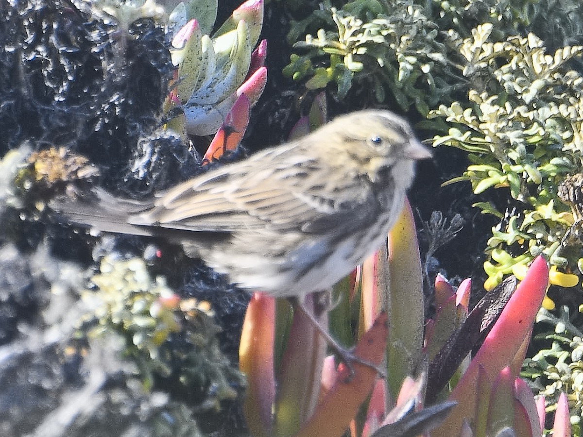 Savannah Sparrow (Savannah) - ML620806008