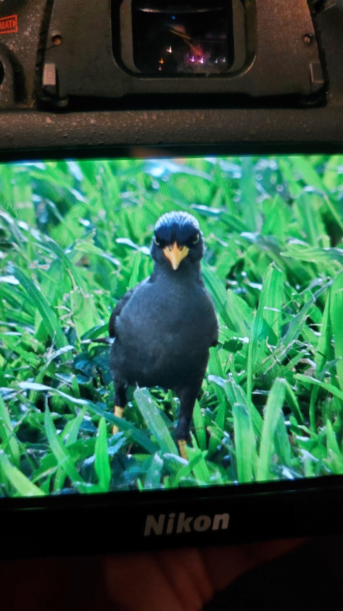 Javan Myna - ML620806009