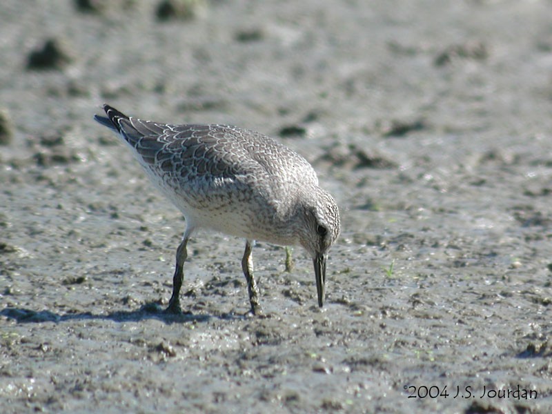 Red Knot - ML620806013