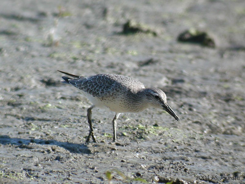 Red Knot - ML620806014