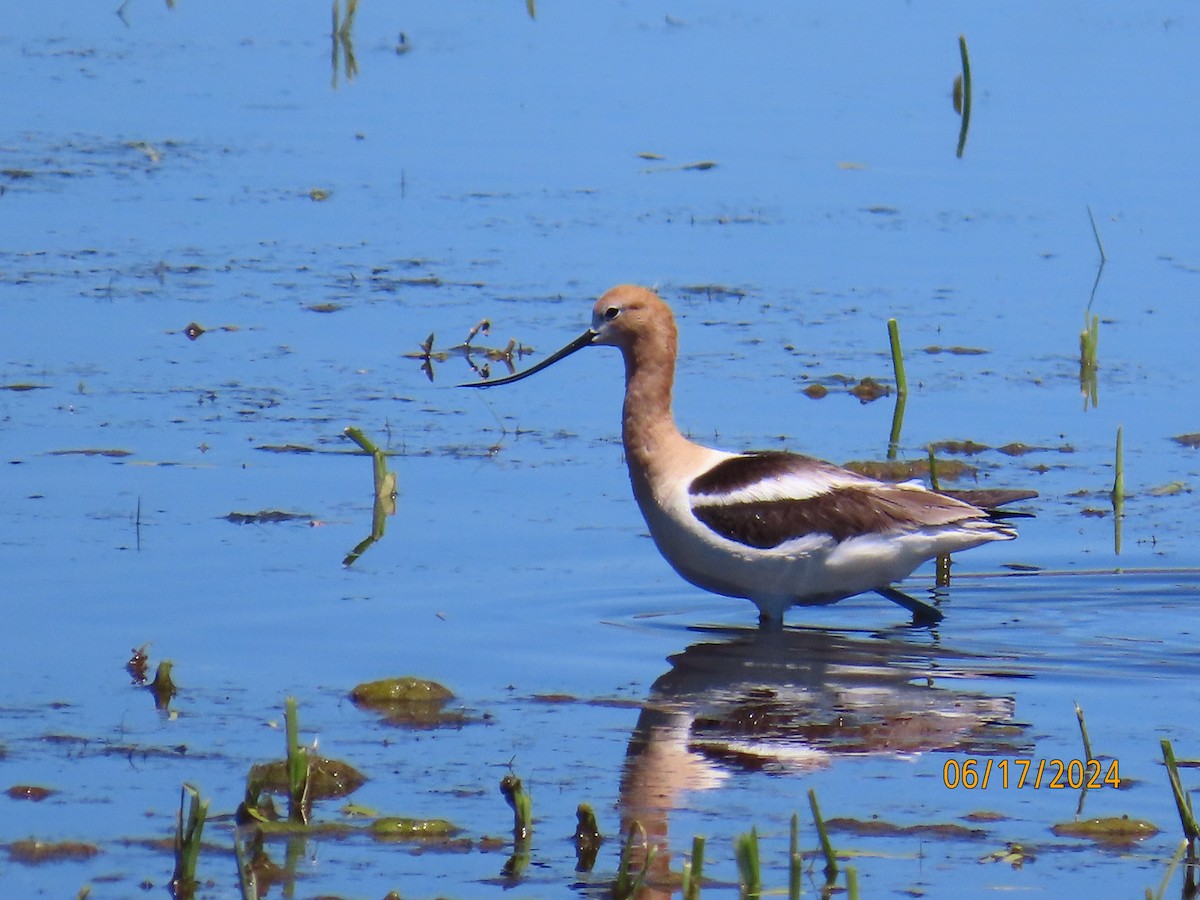 Avoceta Americana - ML620806018