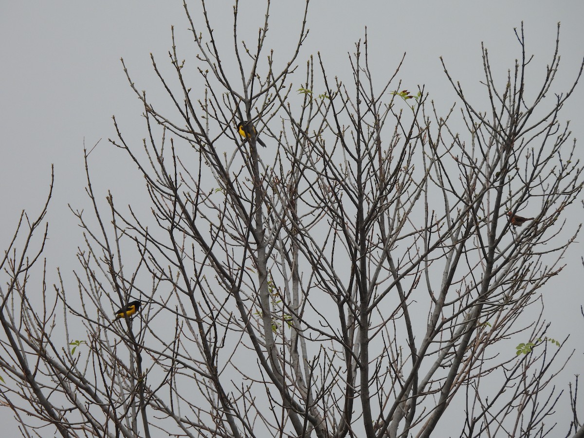 Black-vented Oriole - ML620806019