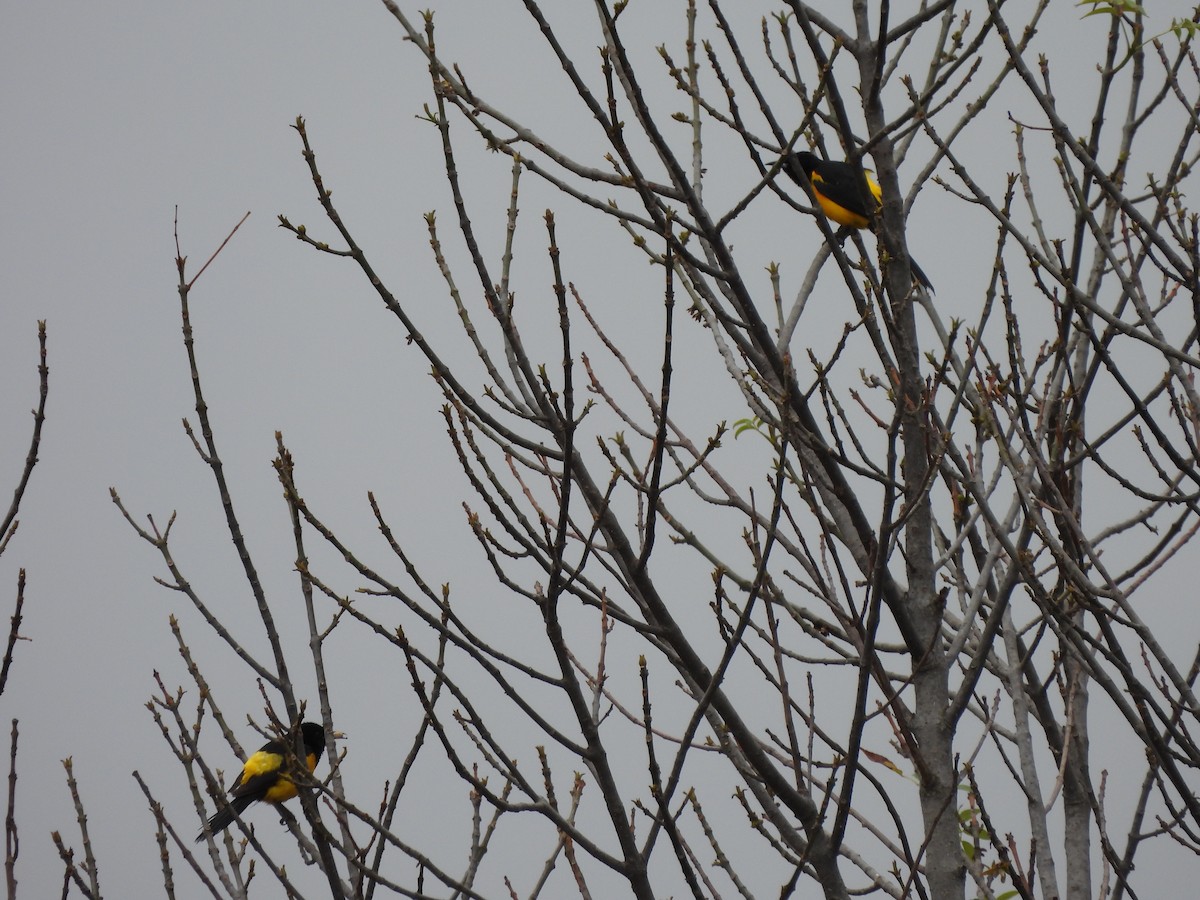 Black-vented Oriole - ML620806021