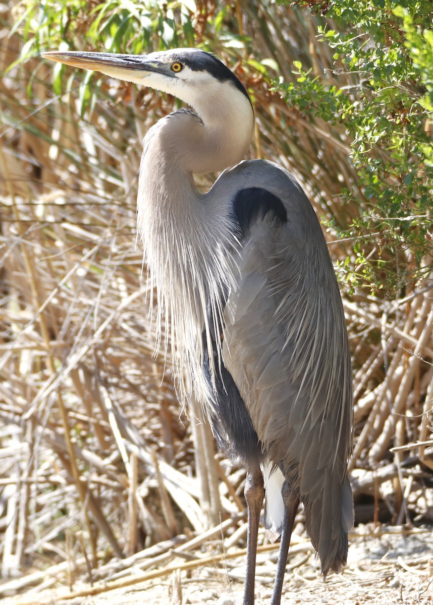 Great Blue Heron - ML620806022