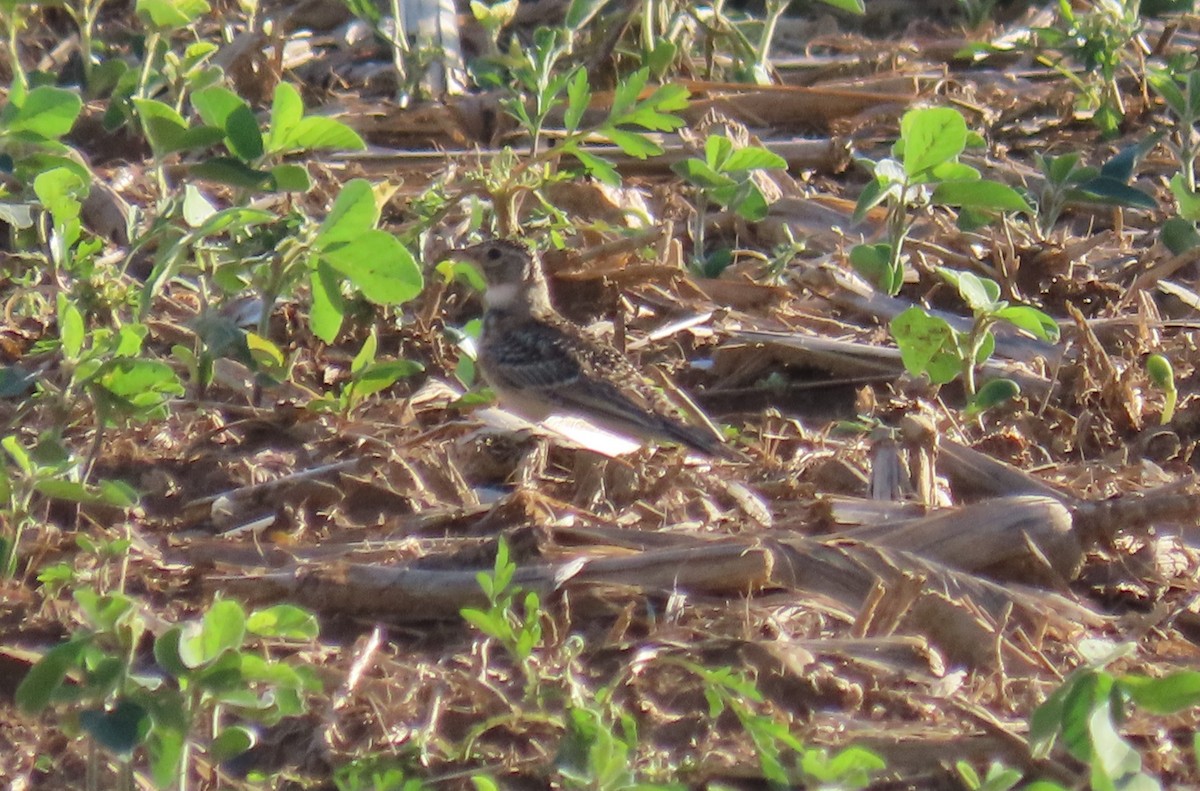 Horned Lark - ML620806023