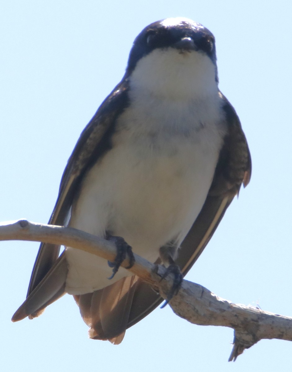 Golondrina Bicolor - ML620806033