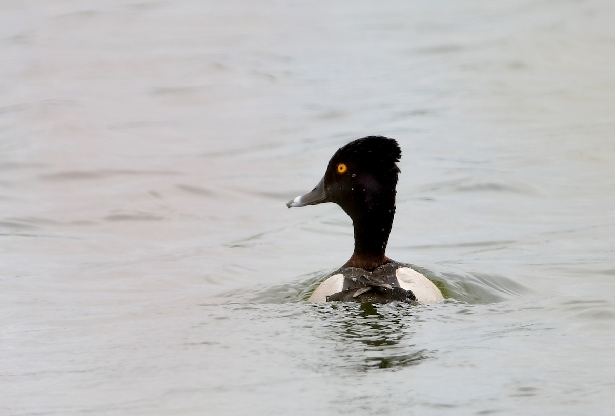 Ring-necked Duck - ML620806035