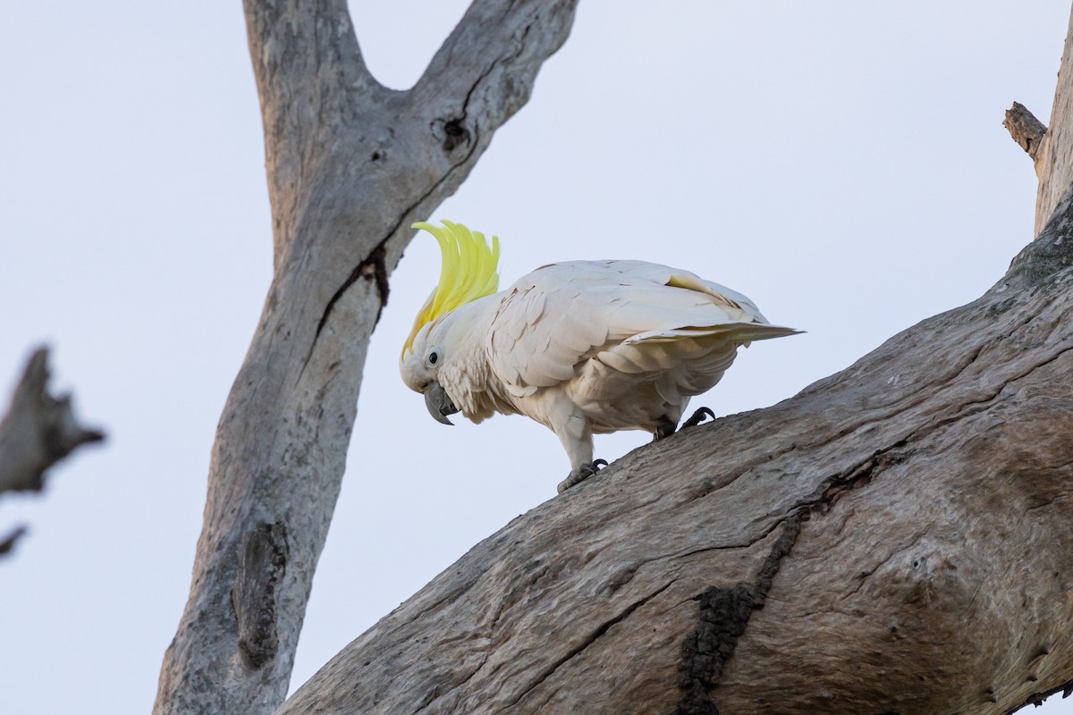 Sulphur-crested Cockatoo - ML620806036