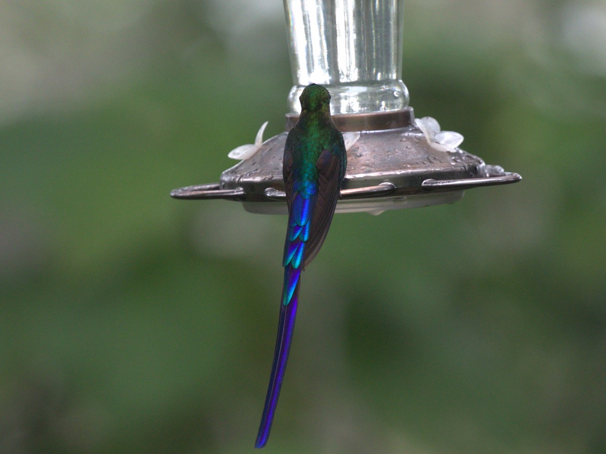 Violet-tailed Sylph - ML620806037