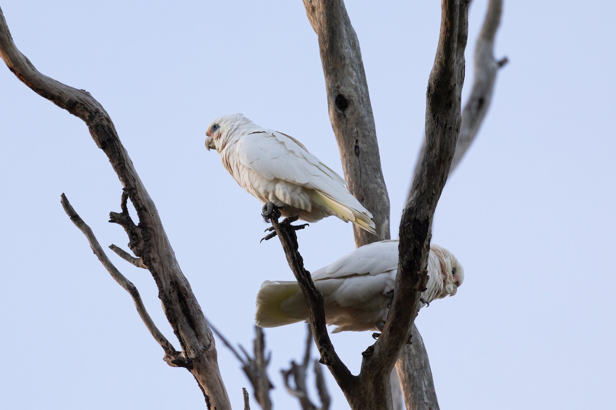 Cacatoès corella - ML620806038