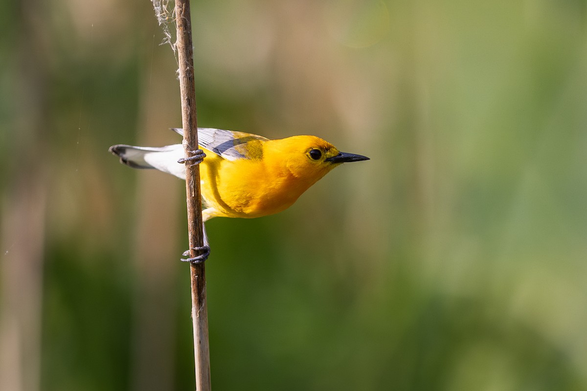 Prothonotary Warbler - ML620806042