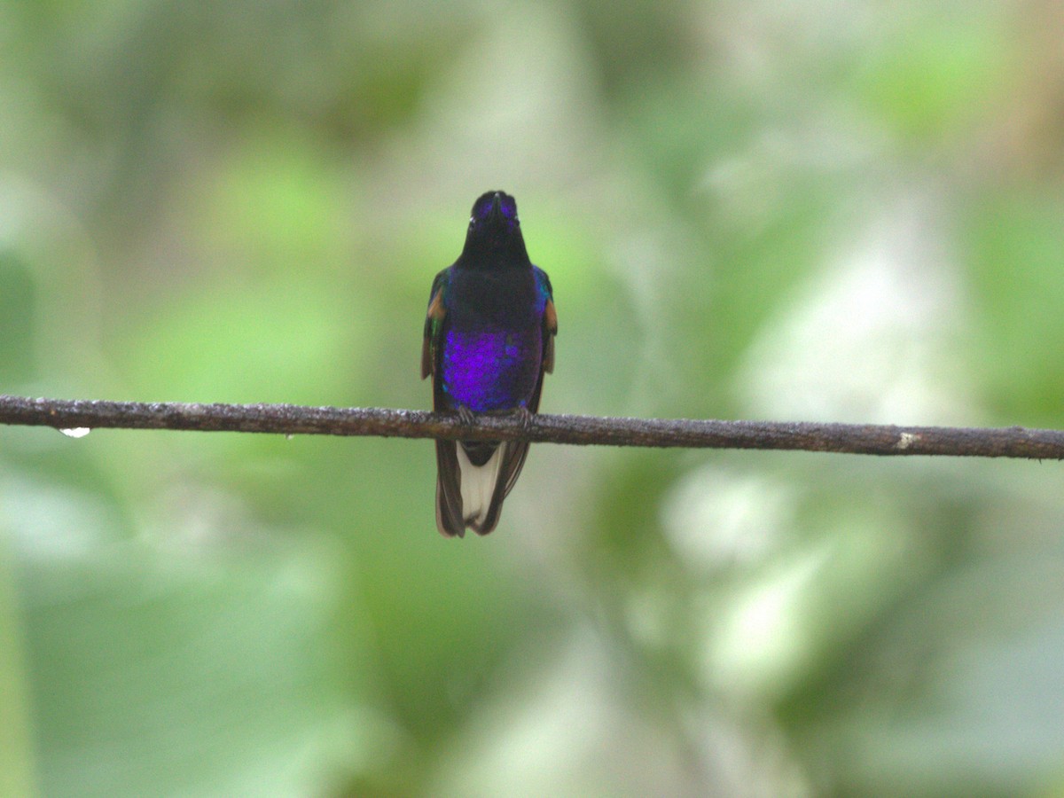 kolibřík hyacintový - ML620806044