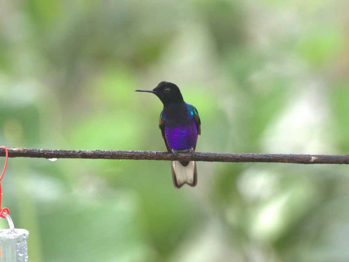 kolibřík hyacintový - ML620806057