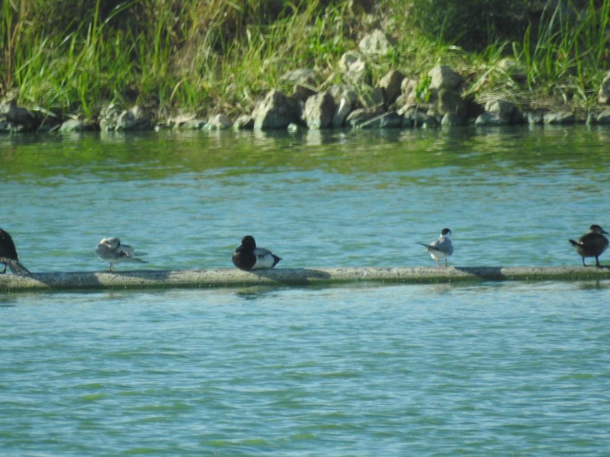 Lesser Scaup - ML620806072