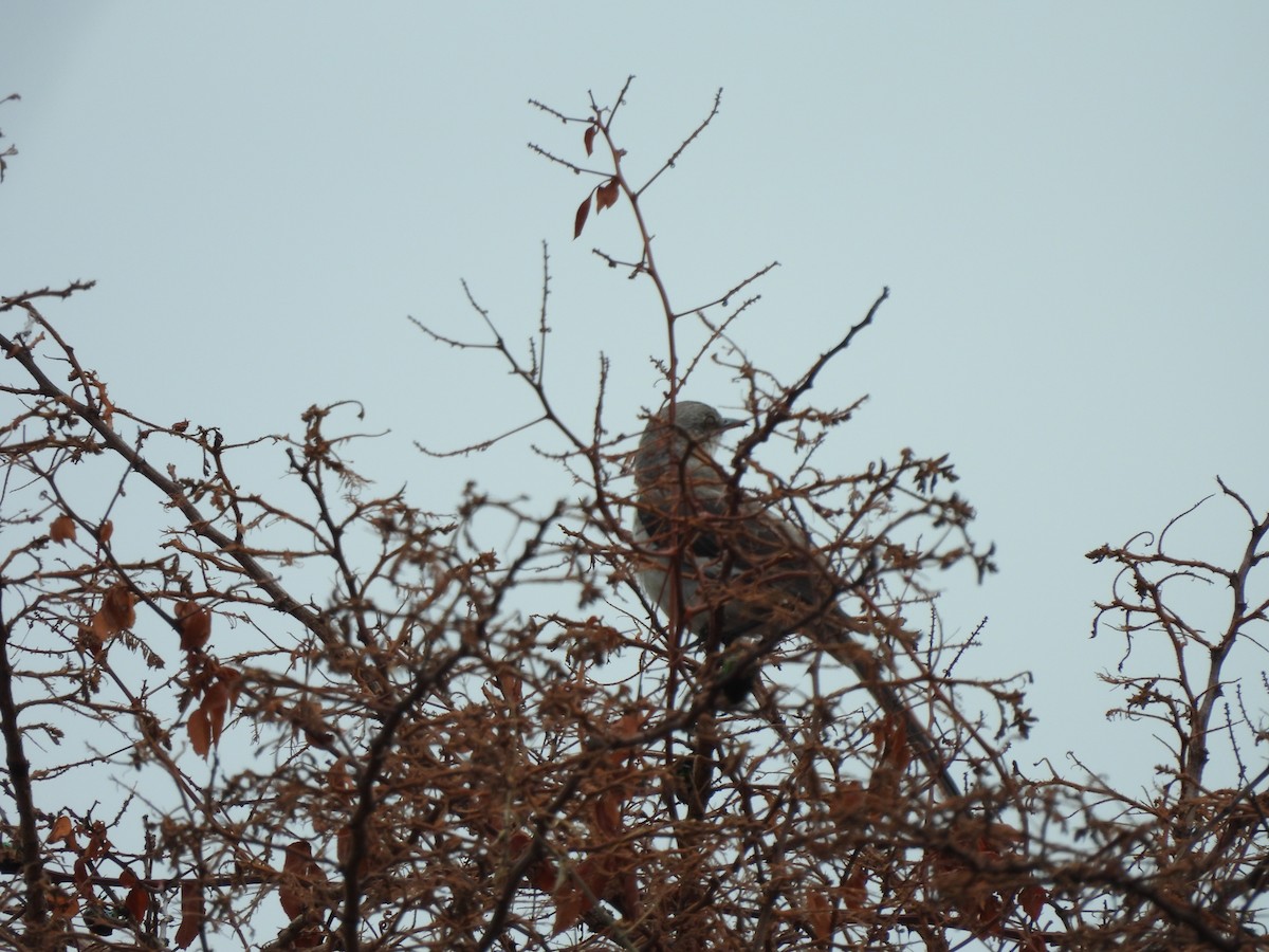 Northern Mockingbird - ML620806082