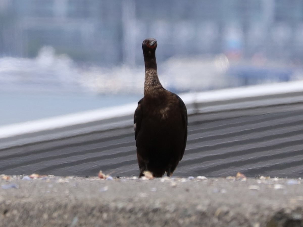 Pelagic Cormorant - ML620806083