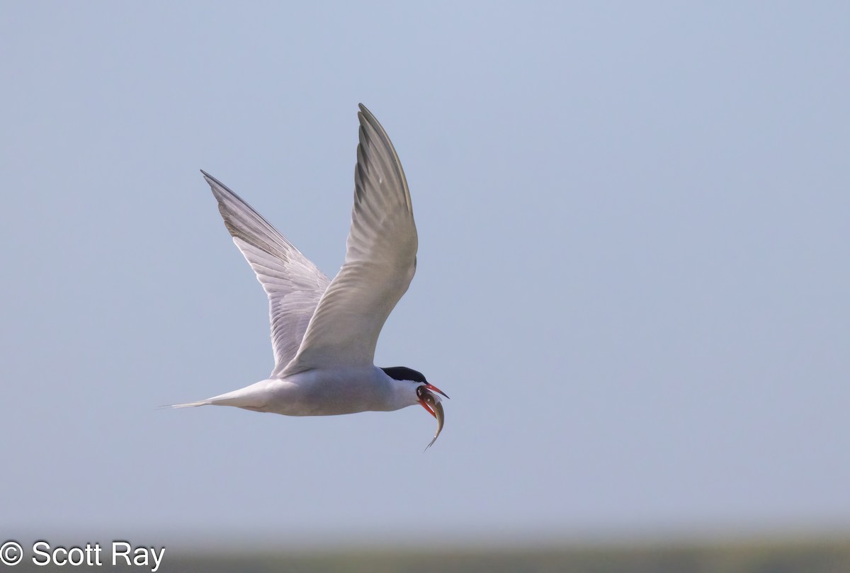 Common Tern - ML620806086