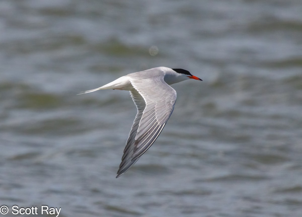 Common Tern - ML620806087